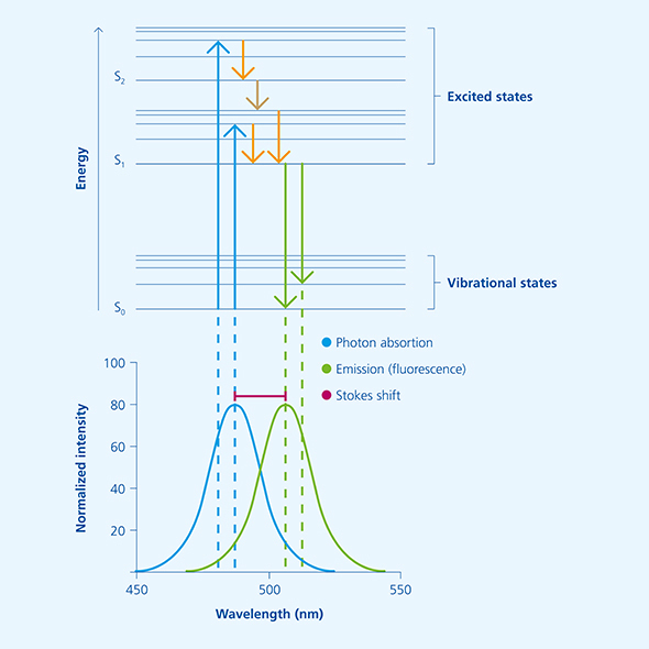 Fluoreszenz_EN_Jablonski Diagramm.jpg